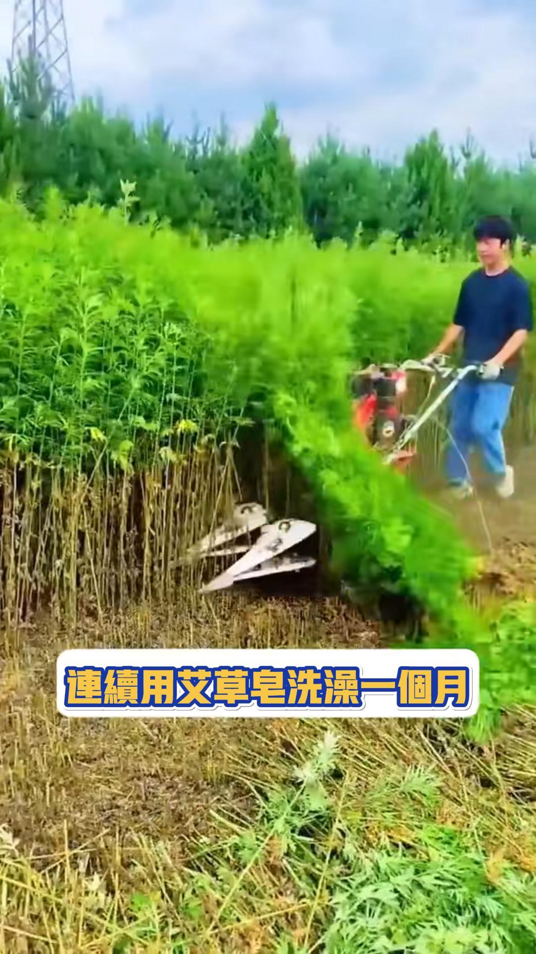 艾草皁